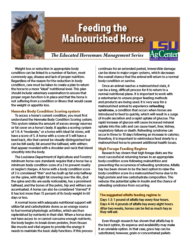 Feeding the Malnourished Horse